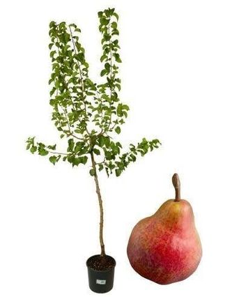 No Brand 1 Plant /tree (approx 1m) - Pero Decano (pyrus Communis) Pear