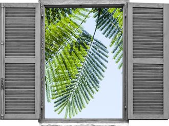 Queence Wandtattoo »Mimoseblätter« Wandsticker, Wandbild, selbstklebend, 3D, Fenster