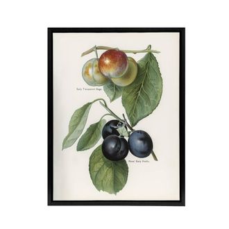 Artery8 Vintage Illustration of Two Plum Varieties Wright Framed Canvas Art in White | Size: W24 x H32
