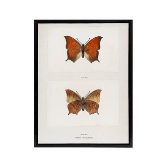 Artery8 Tropical Leafwing Butterfly Sherman Denton Framed Canvas Wall Art in White | Size: W24 x H32