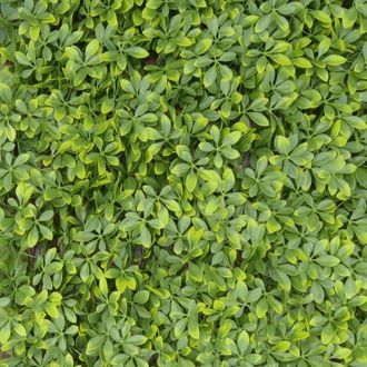 Tenax Divy Trellis Pitosforo 100x200 cm Verde, Traliccio Estensibile con Foglie in Polietilene Tipo Pitosforo per Decorazione e Schermatura di