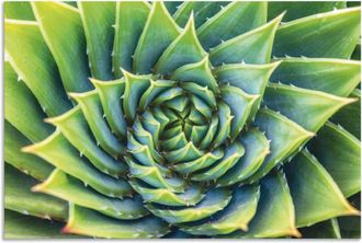 Artland Alu-Dibond-Druck »Grüne Spirale« Pflanzenbilder 1 Stk. tlg. als Alubild, Leinwandbild, Wandaufkleber oder Poster in versch. Grössen