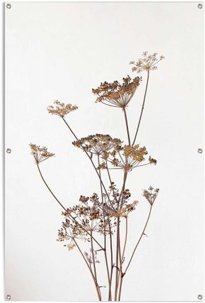 Reinders Poster »Bärenklau« leichtes und wasserfestes Gartenposter für den Ausseneinsatz