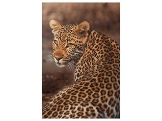 Schubiger M&ouml;bel Digitaldruck auf Glas Leopard