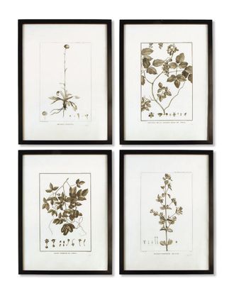 Napa Home & Garden Set of 4 Framed Sepia Tone Botnical Prnt