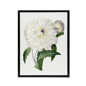 Artery8 Peony Flower Illustration Redoute Vintage Black Framed Canvas Wall Art in White | Size: W24 x H32