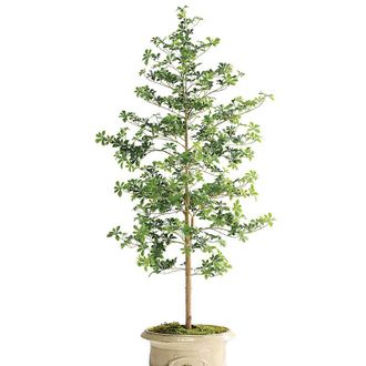 Frontgate Outdoor 6 ft. Quince Tree - Frontgate