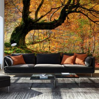 Artgeist Fotomurale - Autunno, bosco e foglie - 450x270