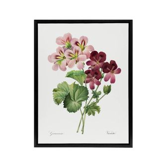 Artery8 Geranium Flowers Illustration Redoute Vintage Framed Canvas Wall Art in White | Size: W24 x H32