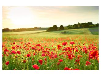 Schubiger M&ouml;bel Digitaldruck auf Acrylglas Mohnwiese 2