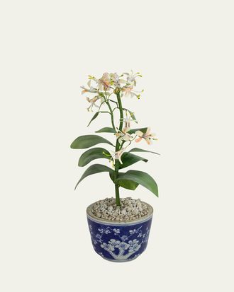Tommy Mitchell Honeysuckle June Birth Flower in Ceramic Pot