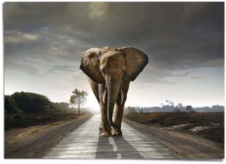 Reinders Poster »Elefantenkönig«