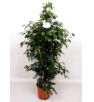 OEM Planta Natural Ficus Benjamina. Altura 140 Cm