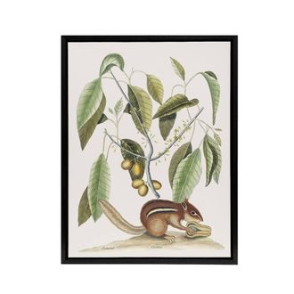 Artery8 Ground Squirrel & Wild Nutmeg Mark Catesby Black Framed Canvas Art in White | Size: W24 x H32