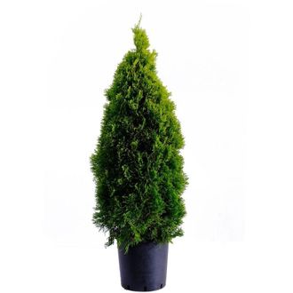 Kentis Thuja Smeraldo - Thuja Occidentalis Golden Smaragd - Piante Vere da Esterno Sempreverdi - h 100-120 cm Vaso &oslash; 24 cm