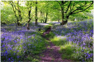 Schubiger M&ouml;bel Digitaldruck auf Acrylglas Wald mit Lavendel 1