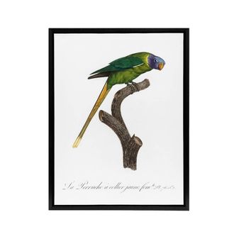 Artery8 Female Plum Headed Parakeet Levaillant Framed Canvas Wall Art Print in White | Size: W24 x H32