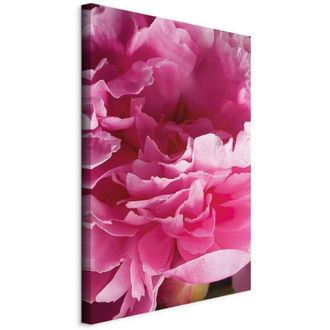 OEM Pintura - Belleza Floreciente (1 Parte) - Flor De Peon&iacute;a Rosa En El Abrazo De La Naturaleza