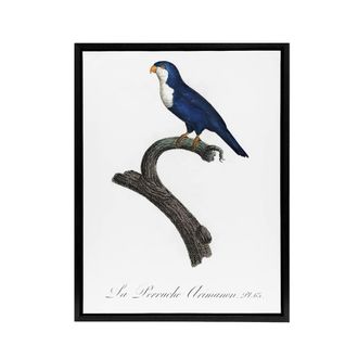 Artery8 The Arimanon Parakeet Parrot Levaillant Framed Canvas Wall Art Print in White | Size: W24 x H32