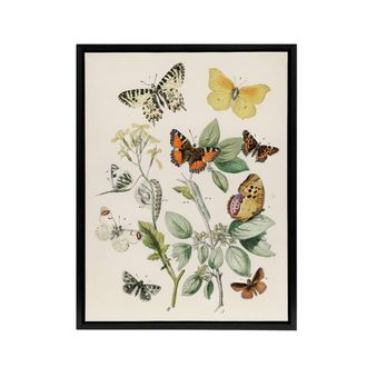 Artery8 Butterflies Moths Caterpillars Kirby Black Framed Canvas Wall Art in White | Size: W24 x H32