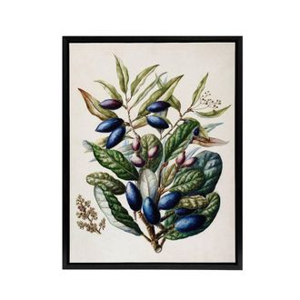 Artery8 New Zealand Taraire Fruit Branch Featon Framed Canvas Wall Art Print in Beige | Size: W24 x H32