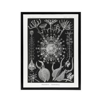 Artery8 Phaeodaria Marine Life Haeckel Botanical Black Framed Canvas Wall Art | Size: W24 x H32
