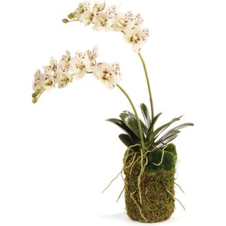 Napa Home & Garden Phalaenopsis Orchid Artificial Drop-In 16 in White at Nordstrom