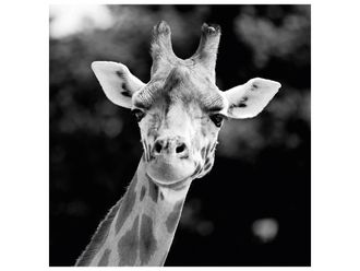 Schubiger M&ouml;bel Digitaldruck auf Acrylglas Giraffe