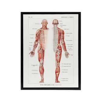 Artery8 Human Nervous System Boissiere Vintage Black Framed Canvas Wall Art in White | Size: W24 x H32