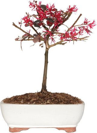 Kentis Kentis - Bonsai Loropetalum - Piante Vere da Balcone Terrazzo - h 35-40 cm Vaso &oslash; 21 cm