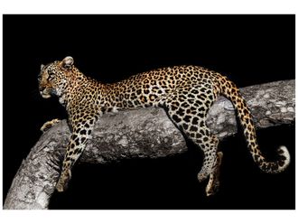 Schubiger M&ouml;bel Digitaldruck auf Glas Leopard Auf Ast