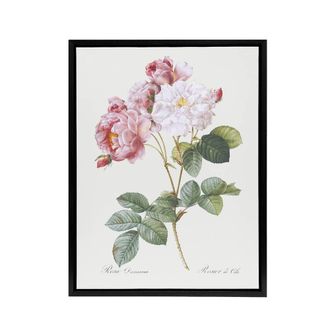 Artery8 Pink Rosebush Flowers Redoute Vintage Black Framed Canvas Wall Art in White | Size: W24 x H32