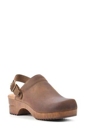 White Mountain White Mountain Being Buckled Leather Clog in Brown/Leather at Nordstrom Rack, Size 6.5
