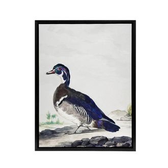 Artery8 Wood Duck Vintage Bird Oil Painting Schouman Framed Canvas Wall Art in White | Size: W24 x H32