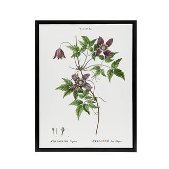 Artery8 Alpine Clematis Flower Redoute Vintage Black Framed Canvas Wall Art in White | Size: W24 x H32
