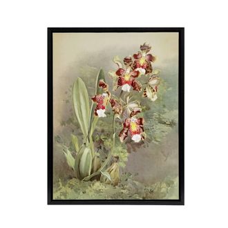 Artery8 Frederick Sander Odontoglossum Harryanum Orchid Framed Canvas Art | Size: W24 x H32