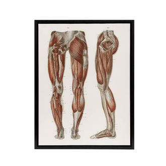 Artery8 Leg & Feet Muscle Anatomy Bock Vintage Black Framed Canvas Wall Art in White | Size: W24 x H32