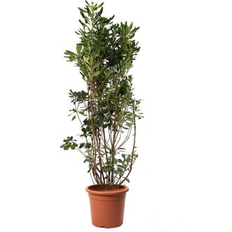 Kentis Pittosporum Tobira - Piante Vere da Esterno - h 125-150 cm Vaso &oslash; 30 cm