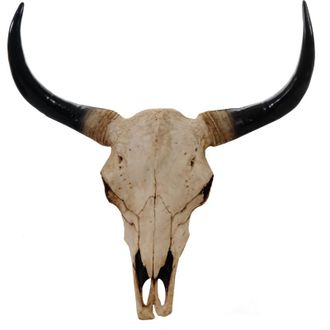 Hhg [NON UTILIZZATO] Decorazione trofeo teschio artificiale realistico da parete toro poliresina HHG-0154 naturale 45cm