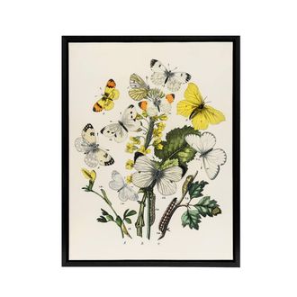 Artery8 Caterpillars & Butterflies Kirby Black Framed Canvas Wall Art in White | Size: W24 x H32