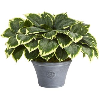 Nearly Natural 23-in Variegated Hosta Artificial Plant in Gray Planter in Green at Nordstrom