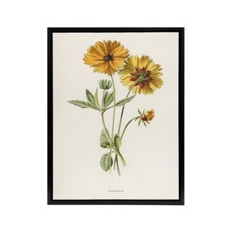 Artery8 Coreopsis Tickseed Flower Hulme Vintage Black Framed Canvas Wall Art in White | Size: W24 x H32