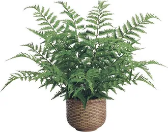 Frontgate Outdoor Tabletop Fern in Wicker Basket - Frontgate