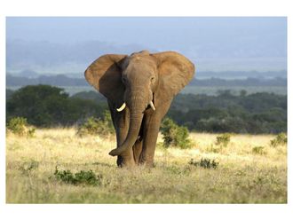 Schubiger M&ouml;bel Digitaldruck auf Acrylglas Elefant in Der Steppe