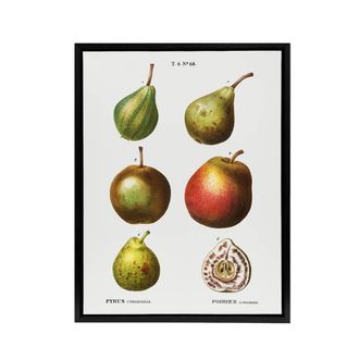 Artery8 Pear Varieties Illustration Redoute Black Framed Canvas Wall Art in White | Size: W24 x H32