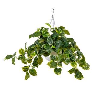 Nearly Natural 24-inUV Resistant Artificial Pothos with 50 Warm White LED Lights in White Hanging Basket in Green at Nordstrom