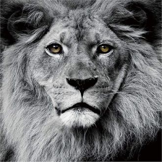 Schubiger M&ouml;bel Bild L&ouml;wenkopf 1