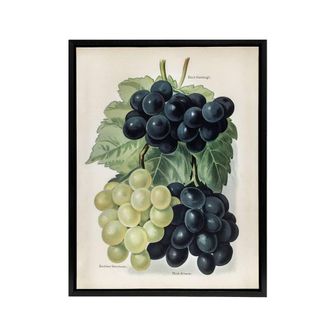 Artery8 Vintage Illustration of Grape Varieties Wright Framed Canvas Wall Art in White | Size: W24 x H32