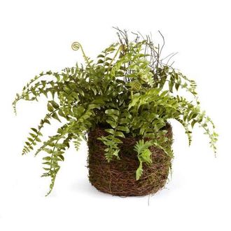 Napa Home & Garden Boston Fern Rustic Drop-In 12 in Green at Nordstrom