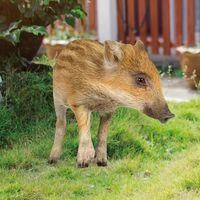 OEM Adorno De Jard&iacute;n Con Forma De Cerdo, Figura 2d, Figura Realista De Cerdo Para Plantar En El Jard&iacute;n, Ideal Para Decorar Tu Jard&iacute;n O Patio. - Crezuo